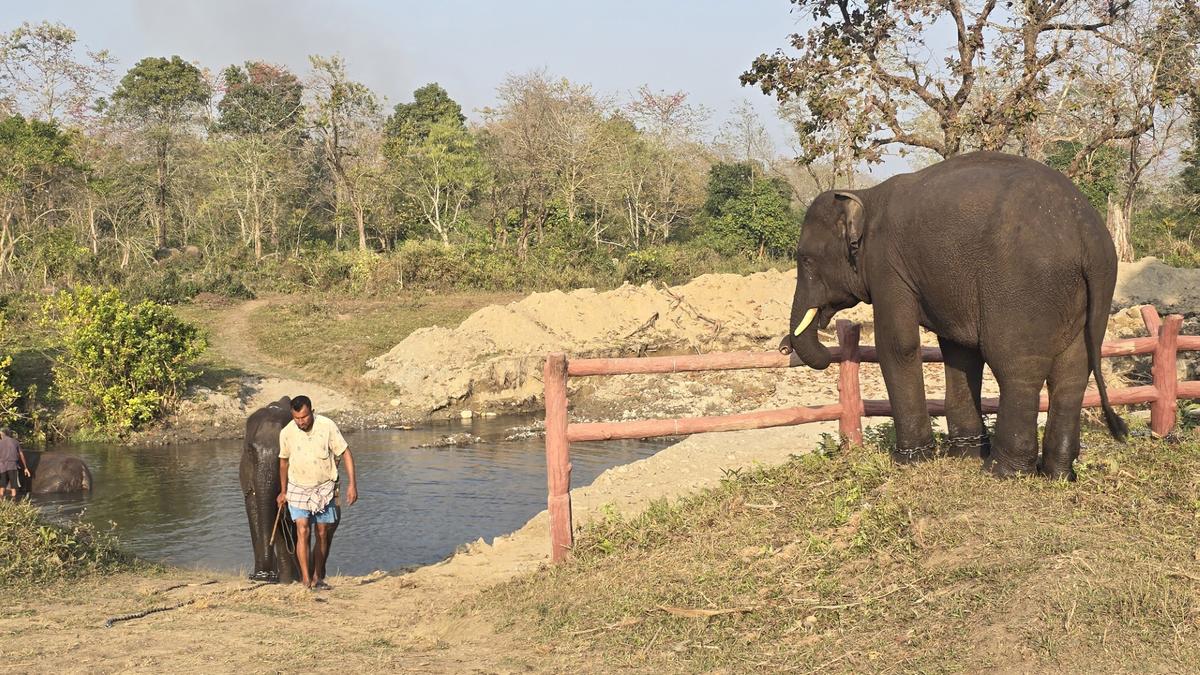 Assam mahouts get Australian tips on handling elephants humanely