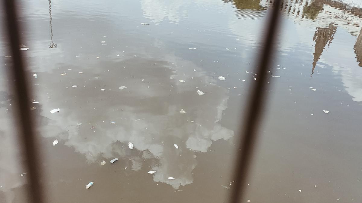 Rotting fish pollute Teppakulam