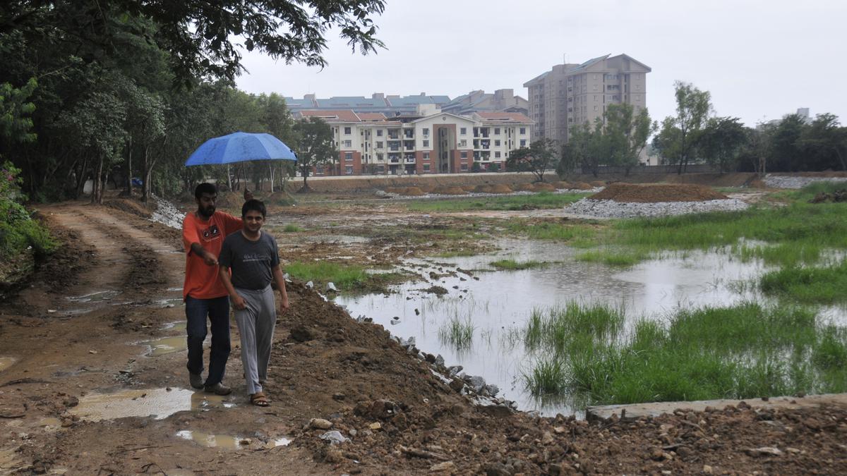 Fishkill in Lower Ambalipura lake in HSR Layout in Bengaluru