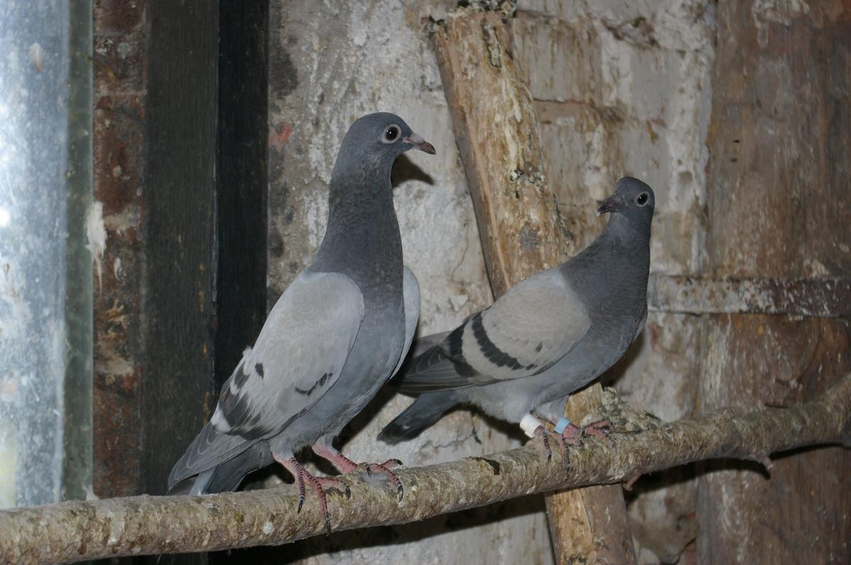 Rock pigeon.