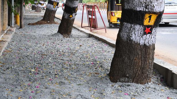 Leave sufficient space around trees, say activists 