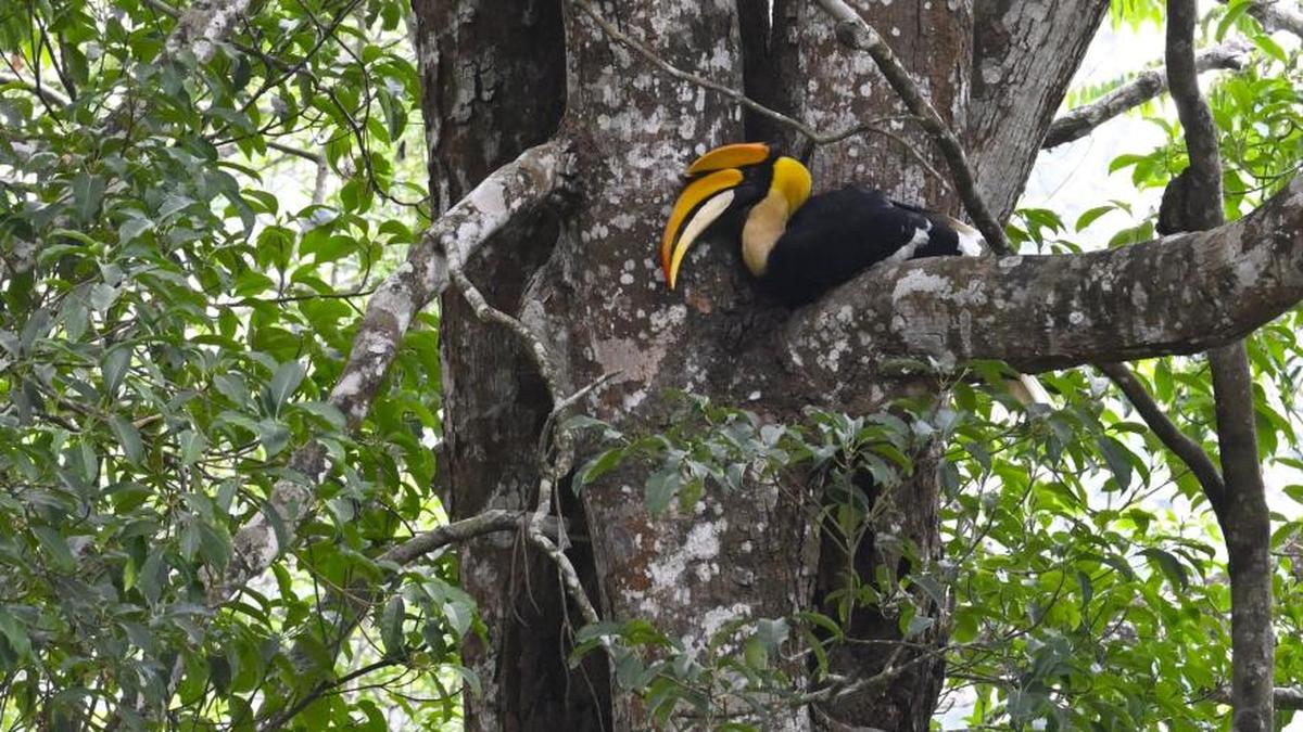 Tamil Nadu’s Valparai tops Western Ghats villages for richness of threatened fauna