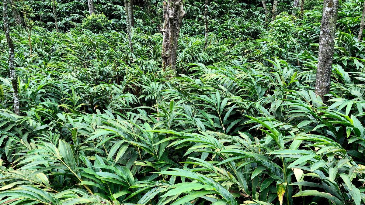 Spices Board to promote climate-resilient cardamom varieties in Idukki