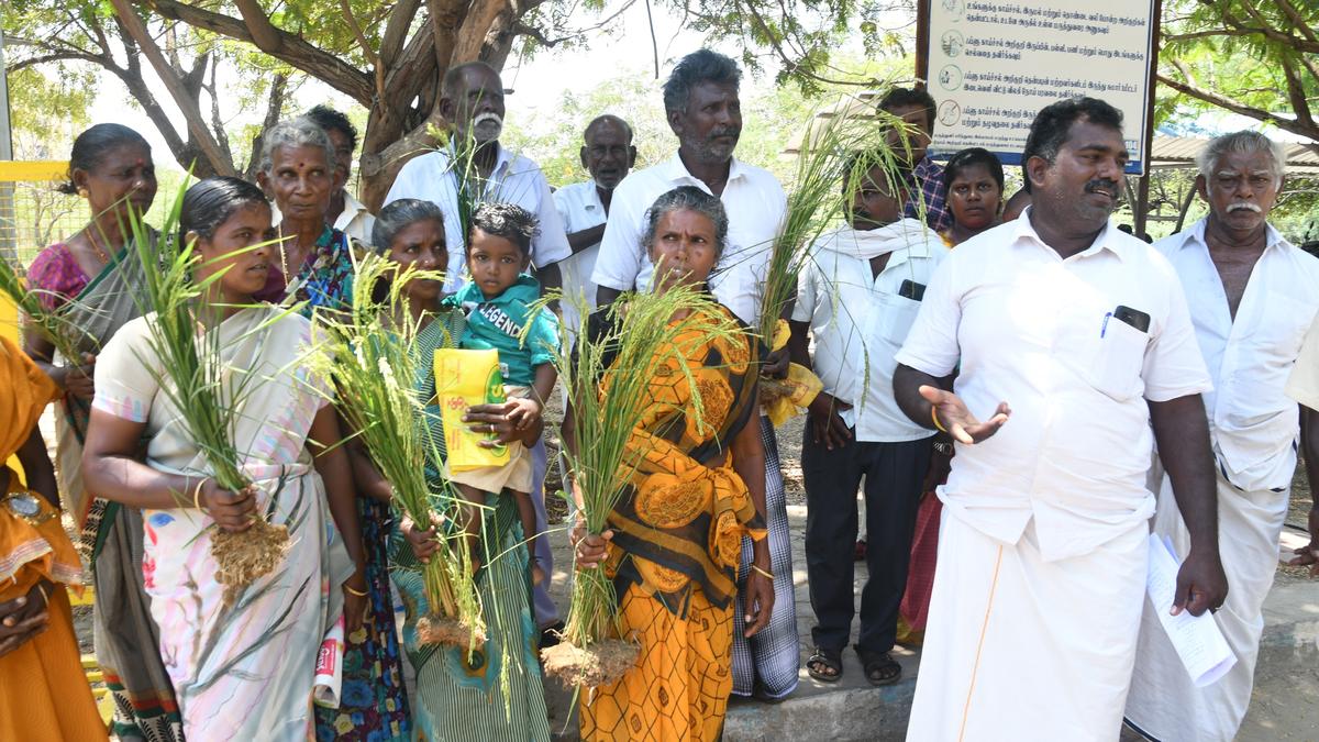 Farmers seek release of water from Manimuthar dam to save paddy crop