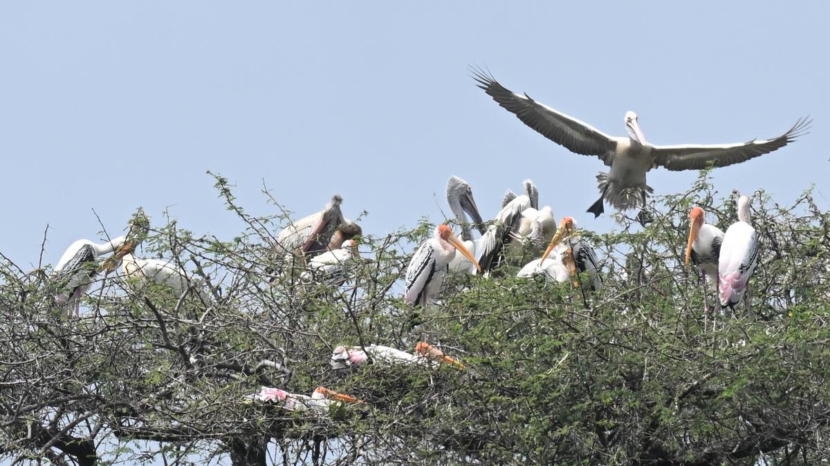 Arrival of migratory birds to Therthangal bird sanctuary on the rise