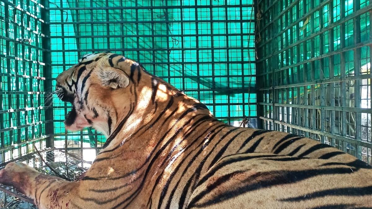 Prowling tiger caught in trap in Wayanad