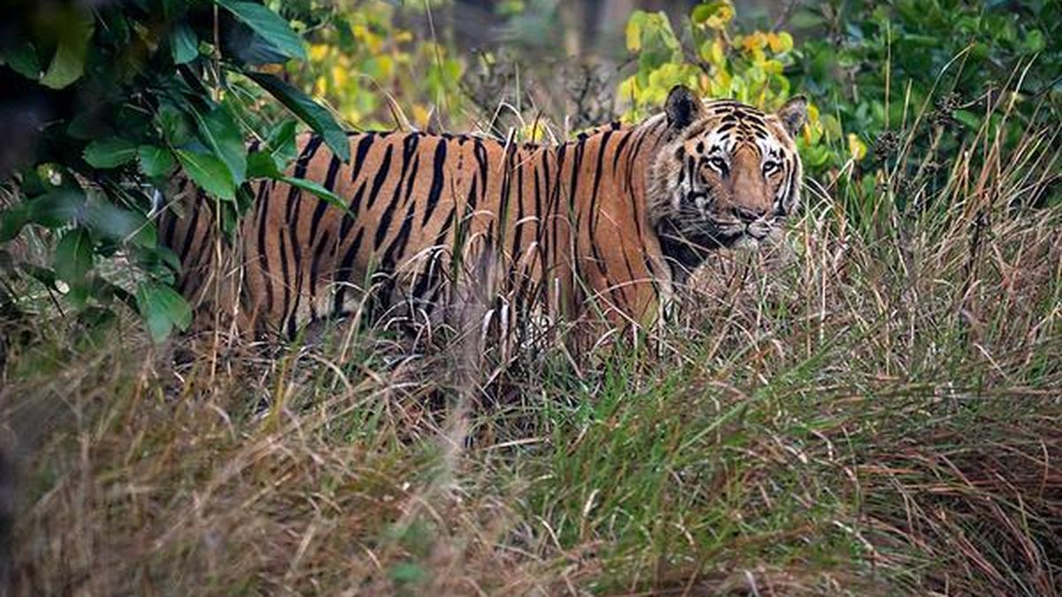 41 of 166 tiger deaths in country last year reported in Maharashtra