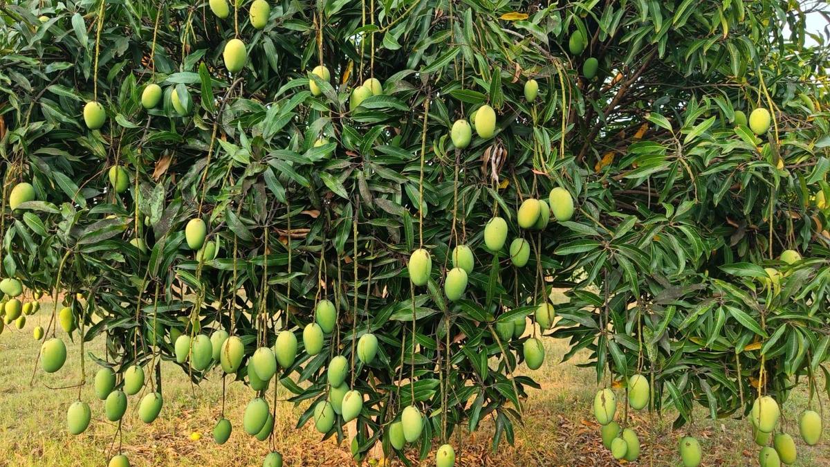 Karnataka mango produce falls by 5 lakh tonnes this year due to climate extremities