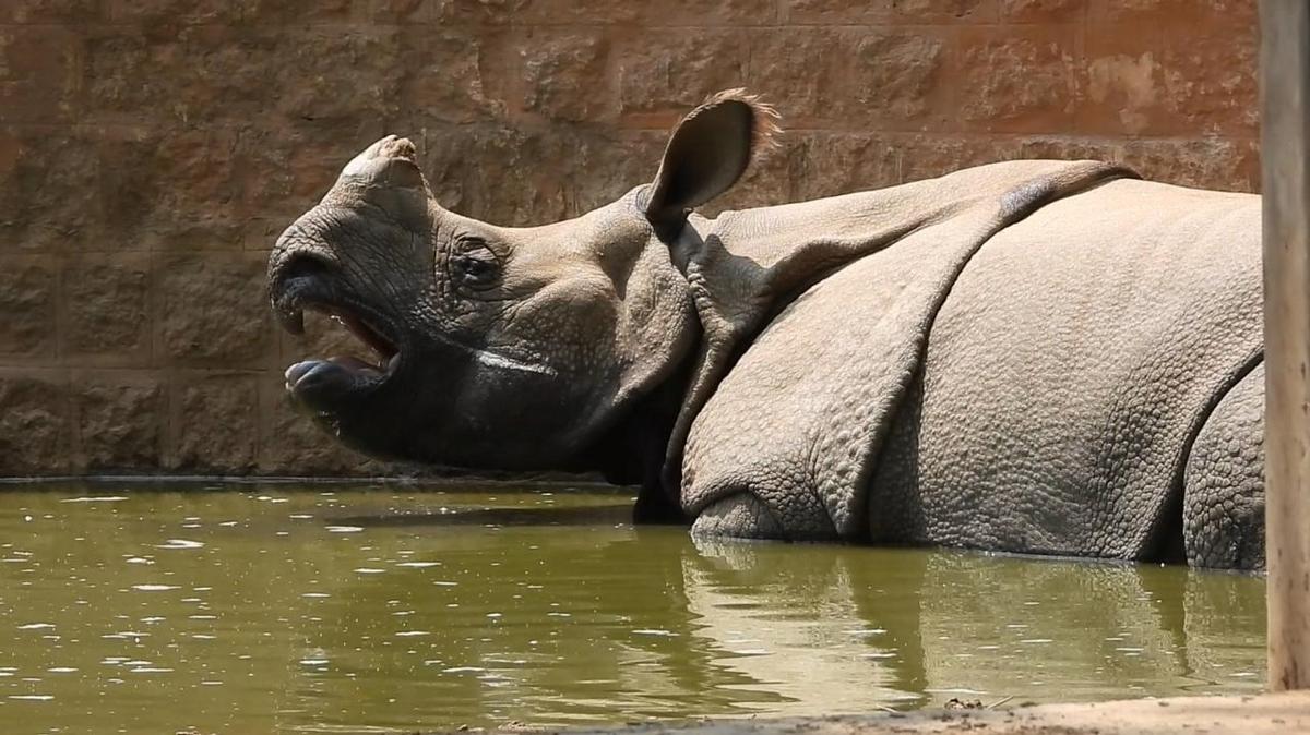 A rhinoceros beating the heat in a pond at its enclosure in Mysuru zoo.