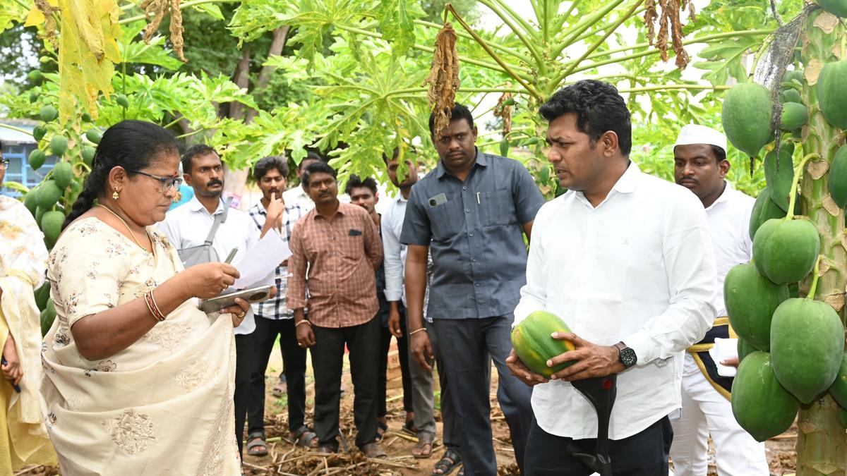 Papaya farmers told not to sell produce below ₹8 a kg in Annamayya district