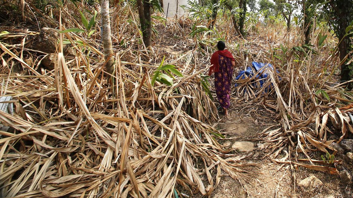 Drought-hit cardamom farmers in Idukki upset over government’s failure to distribute compensation