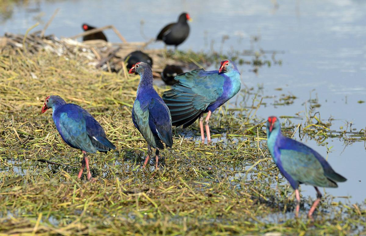 Des oiseaux migrateurs arrivent dans la zone humide de Harike au Pendjab