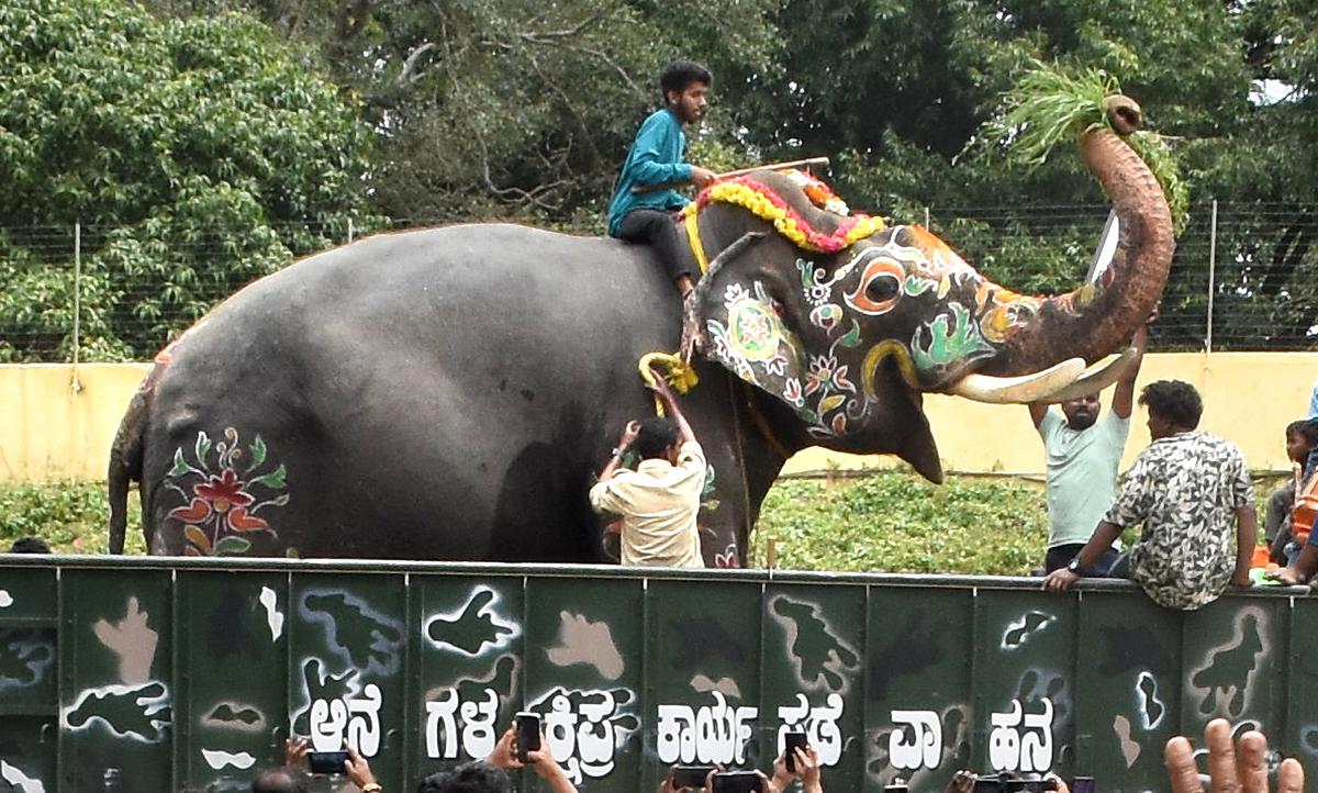 Dasara: The illustrious lineage of howdah elephants - The Hindu