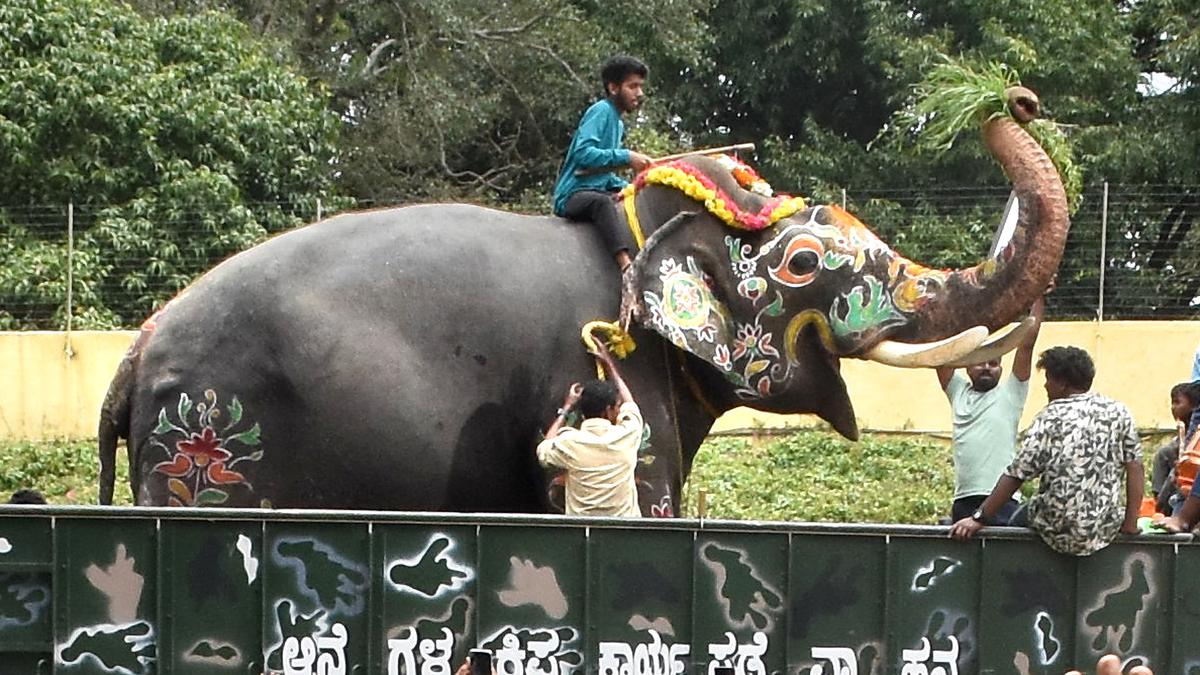 Dasara: The illustrious lineage of howdah elephants