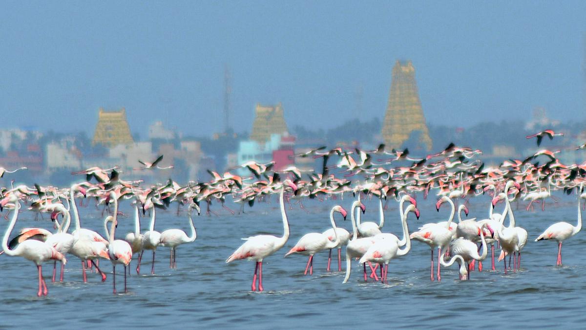 Tamil Nadu notifies Greater Flamingo Sanctuary at Dhanushkodi