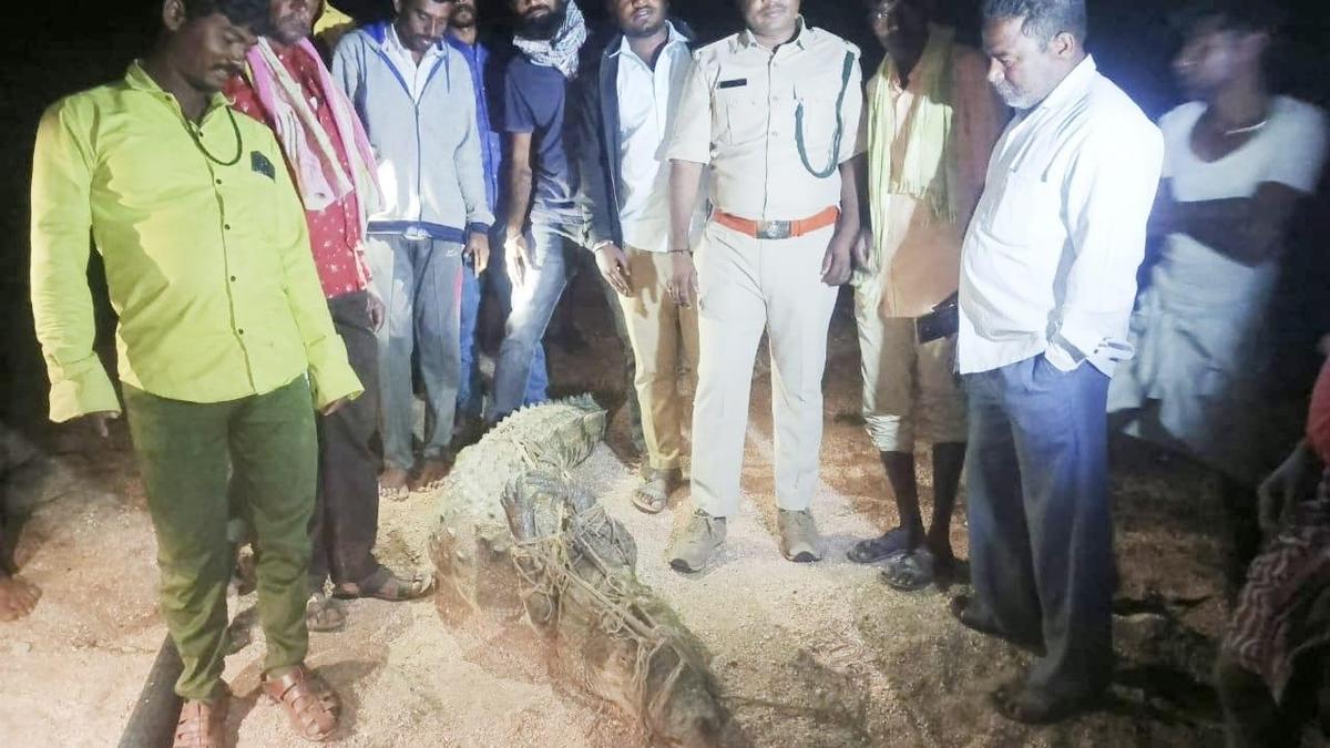 Crocodile captured near Kanekal village, shifted to safety