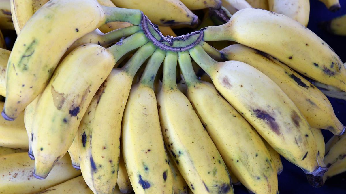 After record lows, banana prices skyrocket in Bengaluru