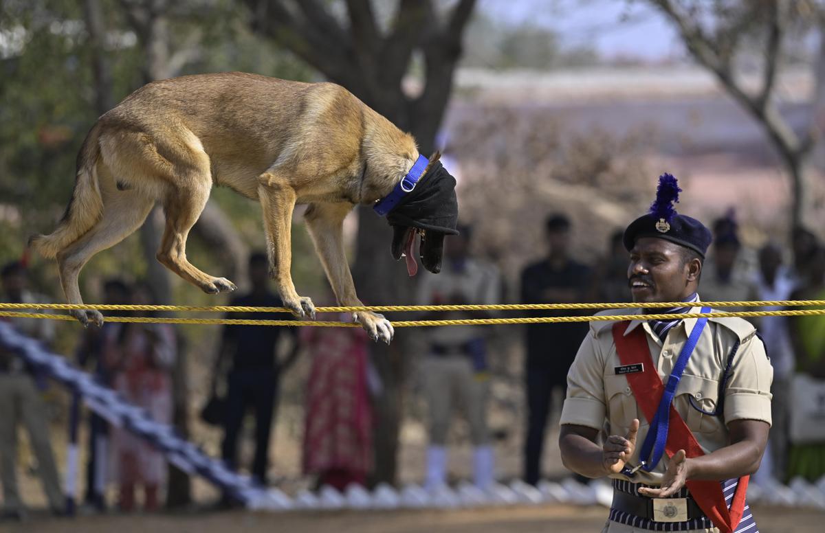 Un cane poliziotto mostra le sue abilità durante la parata di svenimento del 25° gruppo di cani e addestratori di cani all'IITA Moinabad di Hyderabad martedì. 
