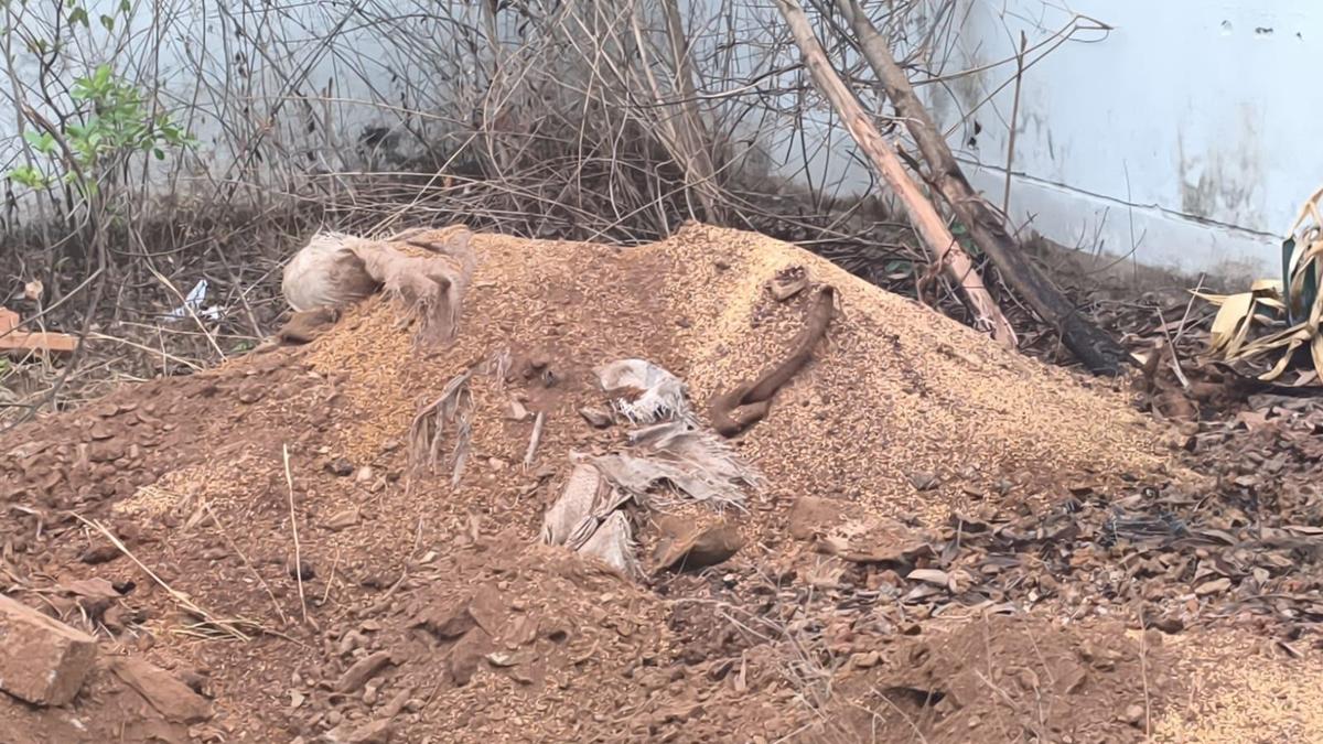 Wheat bags buried on school premises: Principal suspended, two teachers transferred