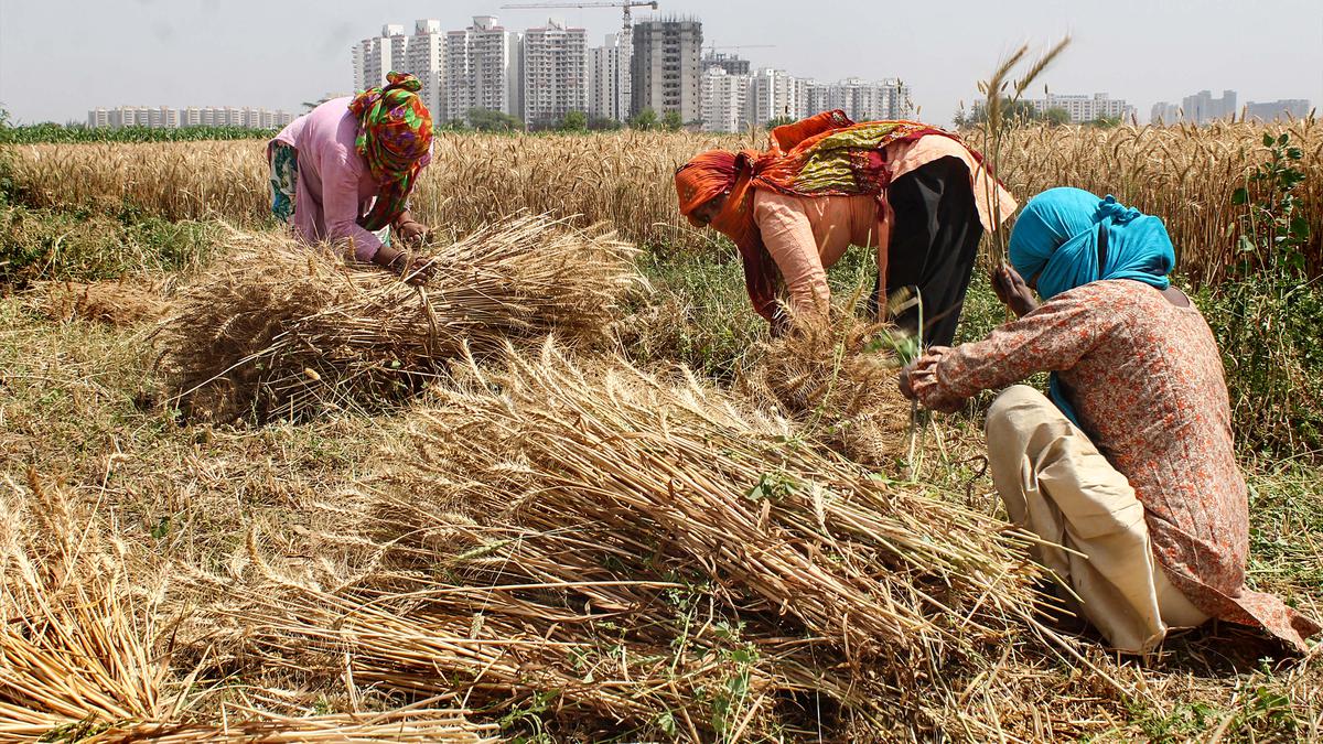 Review of Distress in the Fields — Indian Agriculture after Liberalization: A broken harvest