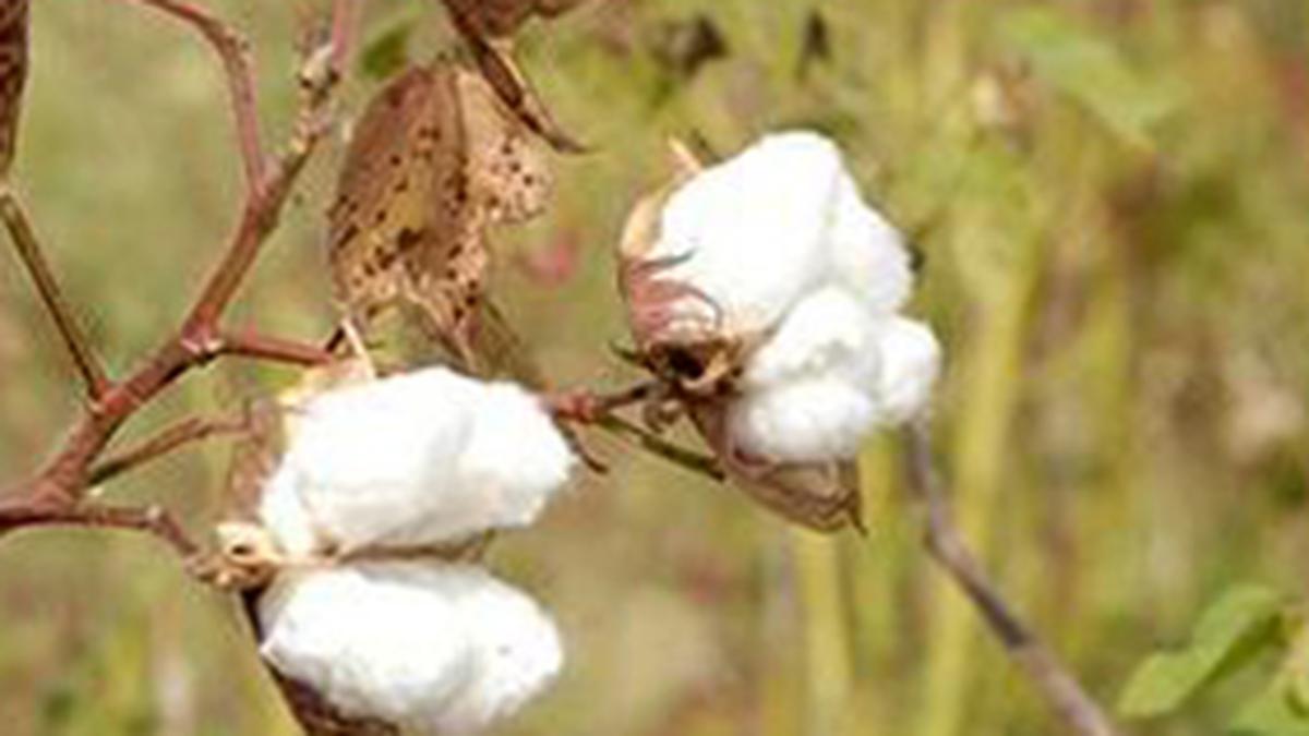 Cotton prices in T.N. expected to be around ₹7,000 a quintal for next four months