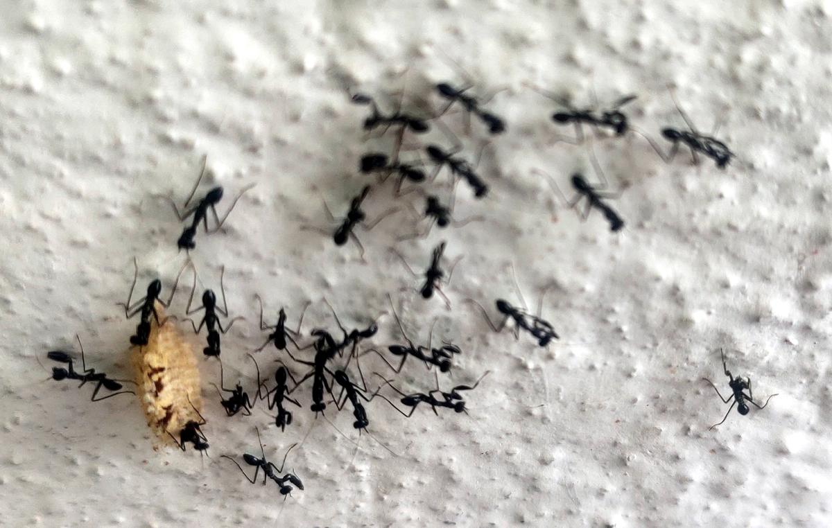 Ants play a crucial role in soil aeration and also transport nutrients 