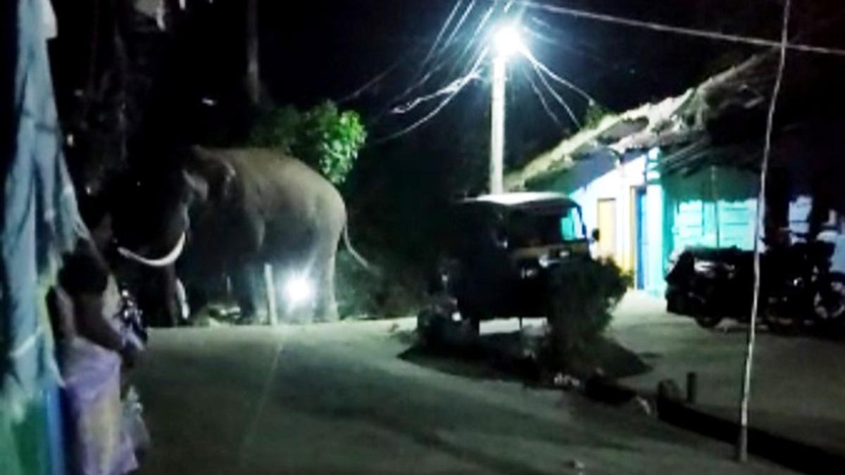 Tusker Padayappa attacks house, eats a sackful of rice