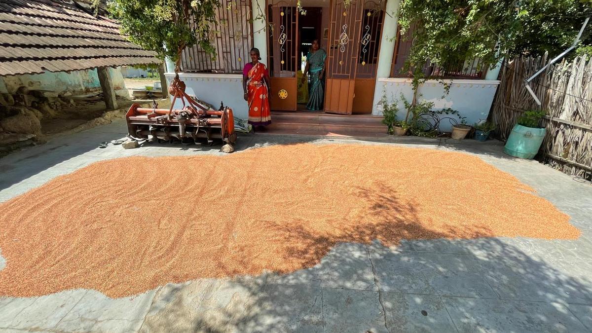 Drop in prices of sorghum affects farmers in Tiruchi