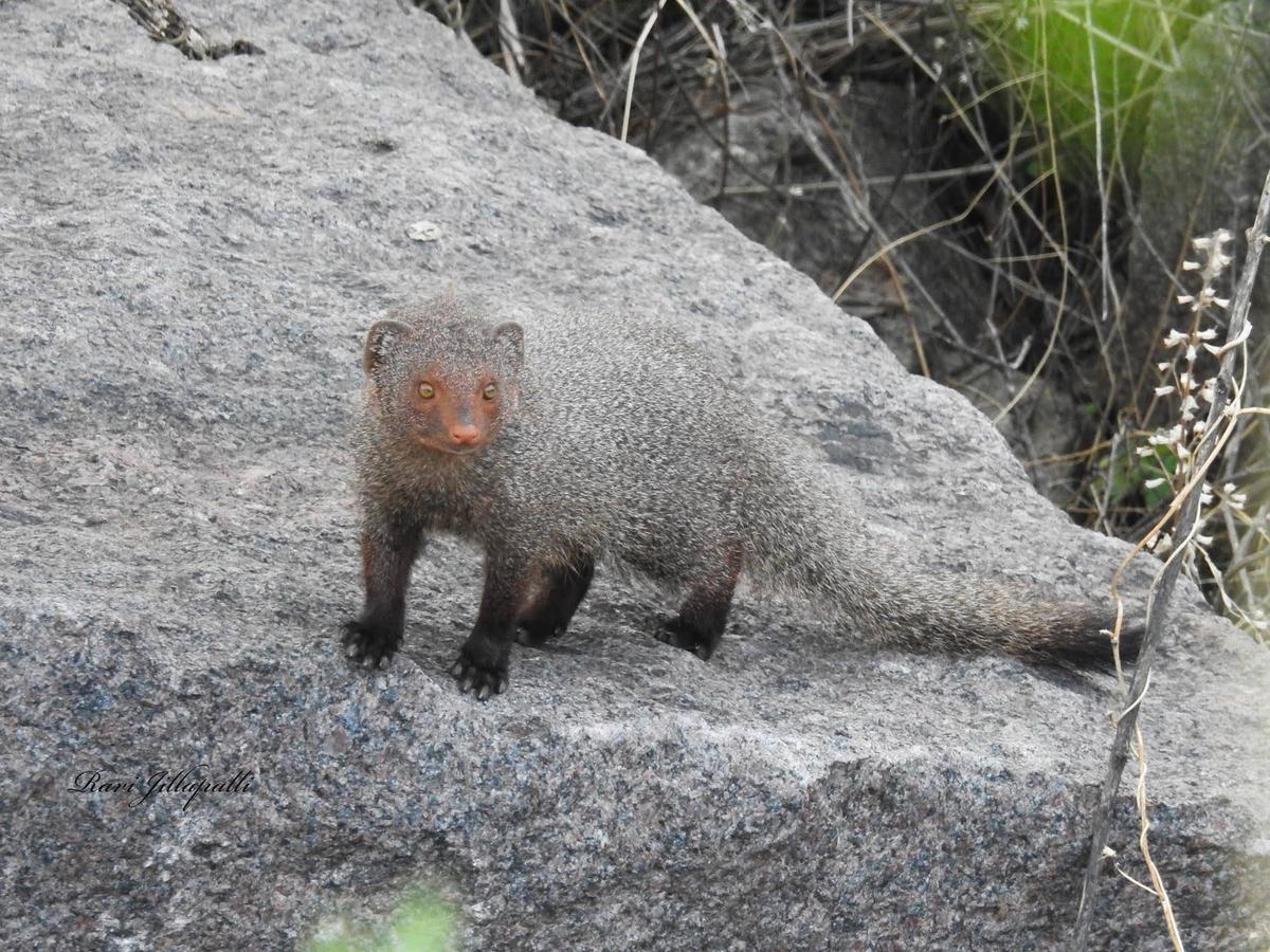 Porcupines and other smaller wildlife form part of the biodiversity that flourishes in Kancha Gachibowli, where the government is planning to auction 400 acres of land. 