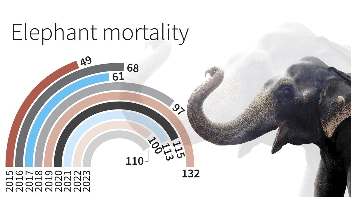 845 elephant deaths recorded in Kerala in eight years