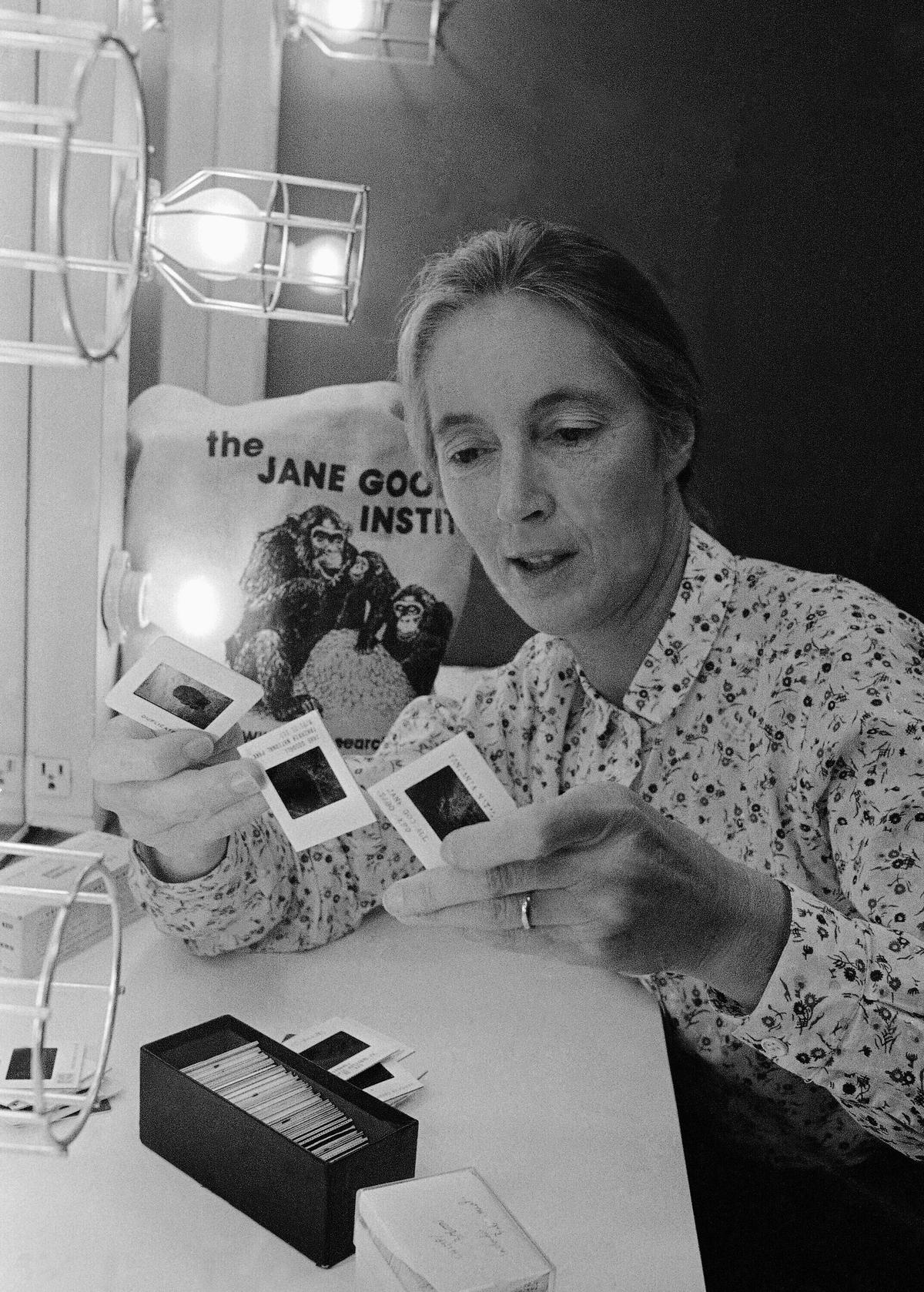 Jane Goodall goes through slides before making a presentation in Chicago on May 9, 1982. 