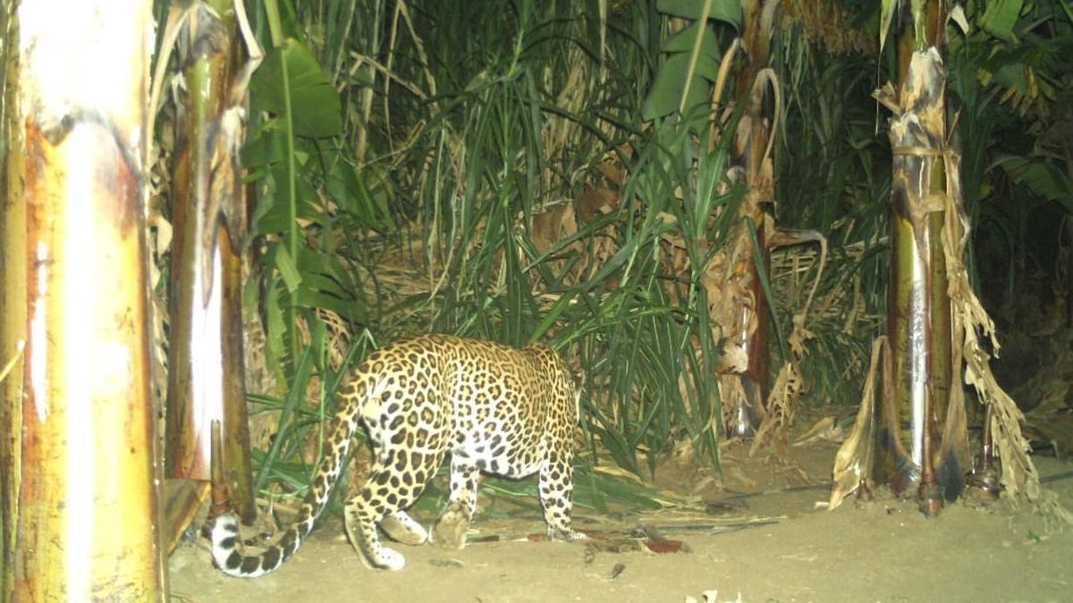 Efforts on to trap leopard in Erode