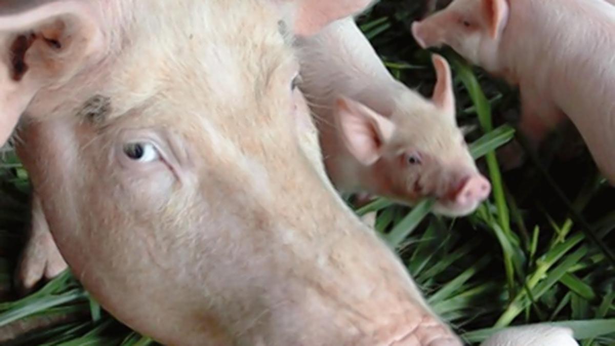 African swine fever confirmed in Kannur; Pigs to be culled through electrical stunning