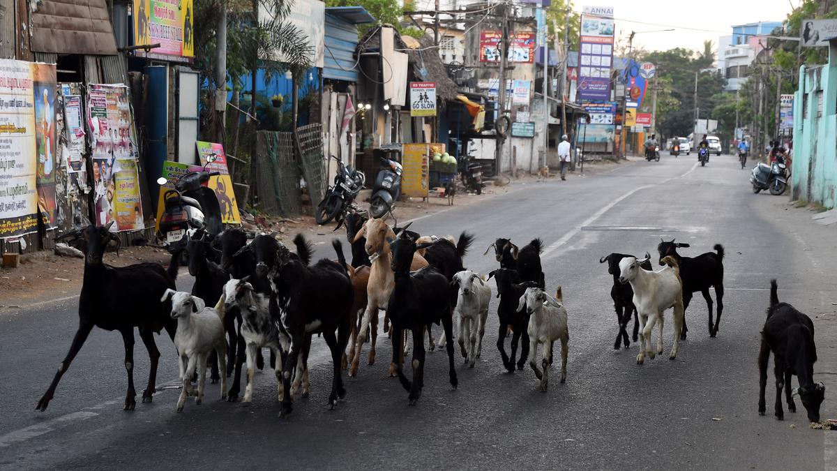 Residents of Choolaimedu’s Gangai Amman Koil Street complain of goat menace