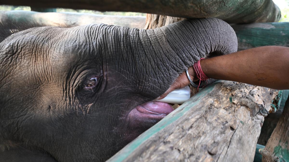 
	Baby elephant abandoned by herd dies in Bandhavgarh Tiger Reserve - The Hindu
