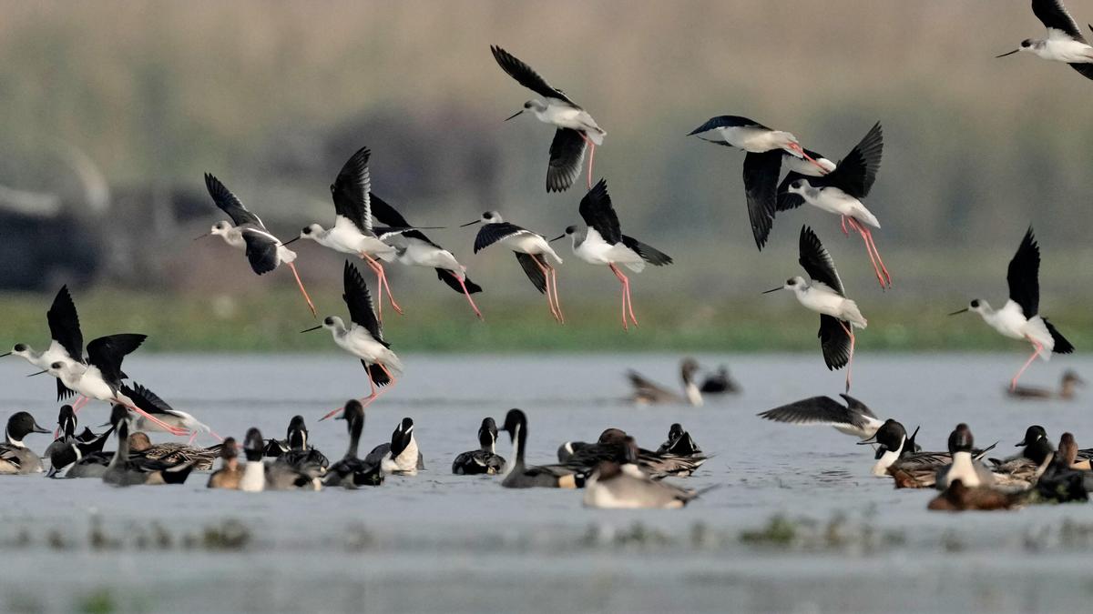 17 held in Assam for poisoning migratory birds