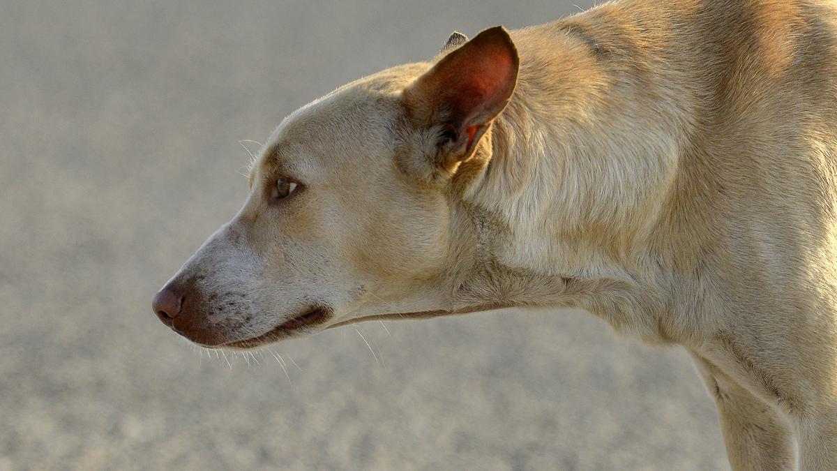 Orissa HC directs Puri Municipality to pay ₹10 lakh for dog bite death