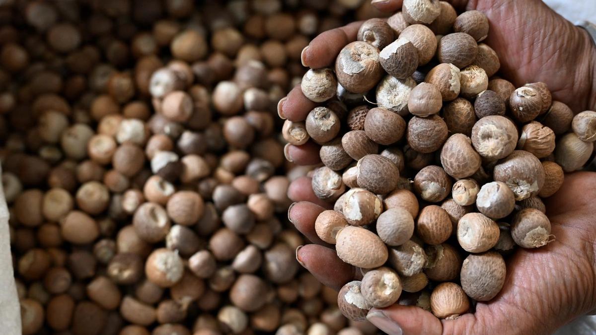 Forum seeks special legislature session to adopt resolution to insulate agriculture from FTA