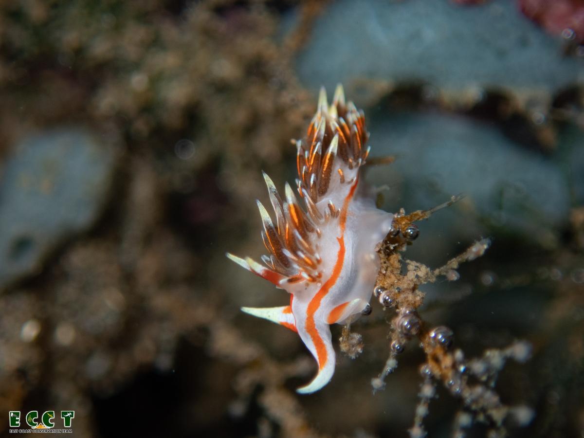 Military phidiana, a marine species spotted during the Intertidal Bioblitz in Visakhapatnam.