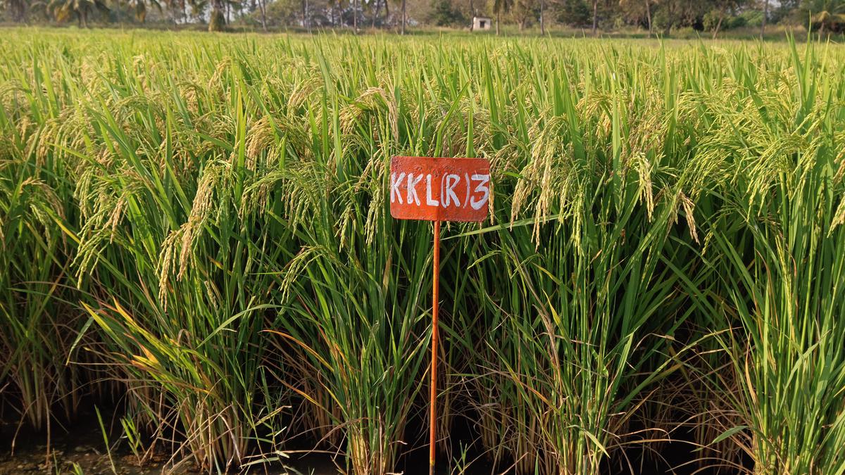 PAJANCOA comes up with new paddy variety suitable for salt affected region