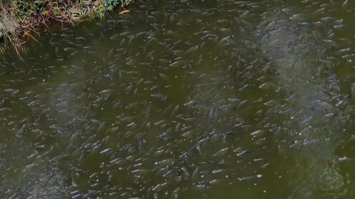 Residents alarmed as pollution turns Doddagubbi lake toxic; fish and birds found dead