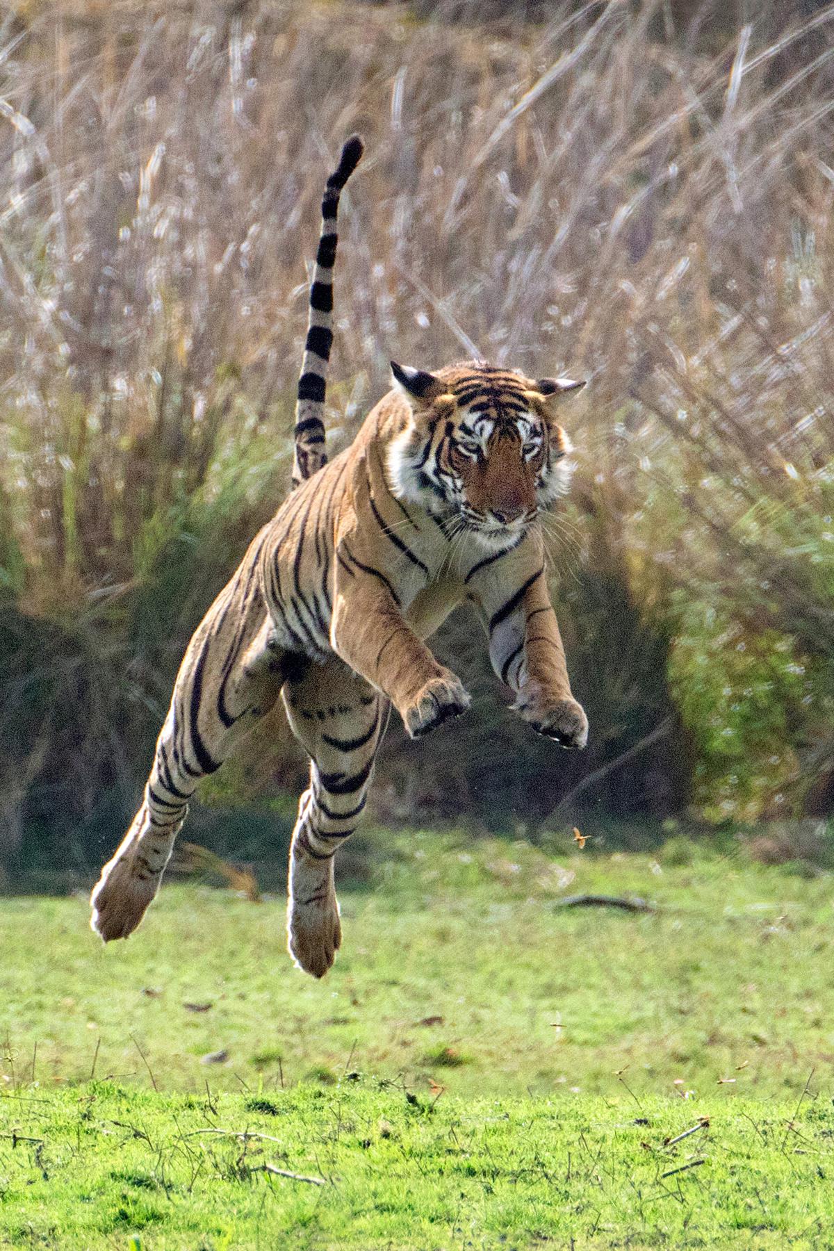 Tiger Jumping.