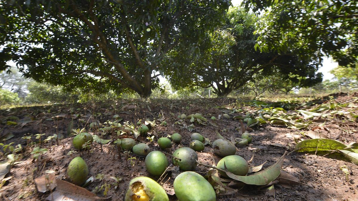 Mango mela to be shortened to 57 days this time owing to decreased