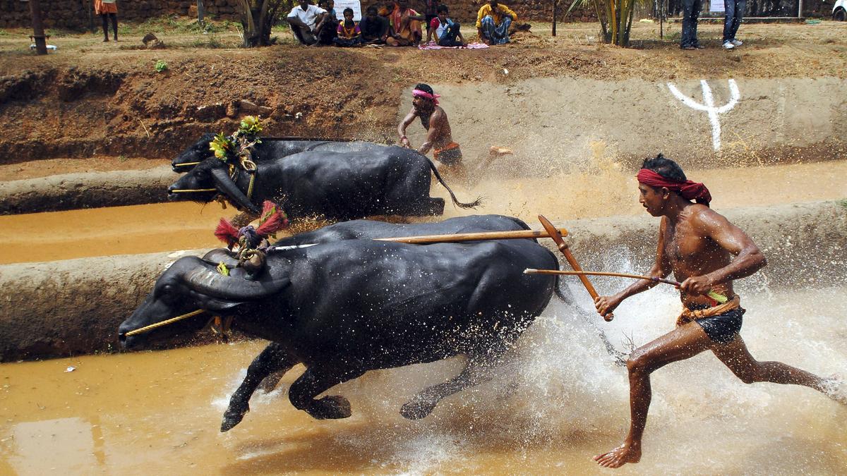 Karnataka HC adjourns hearing on plea against Kambala near Pilikula biological park