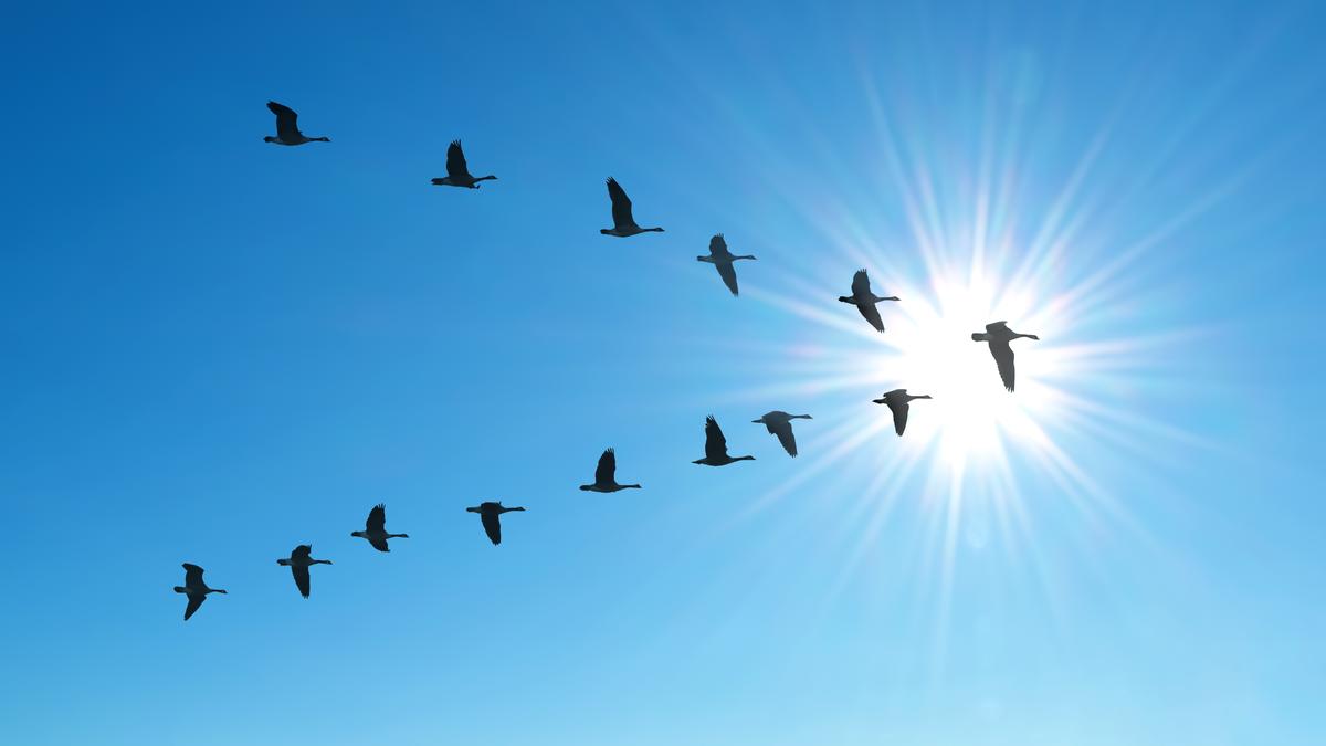 Why do birds fly in V shape?
