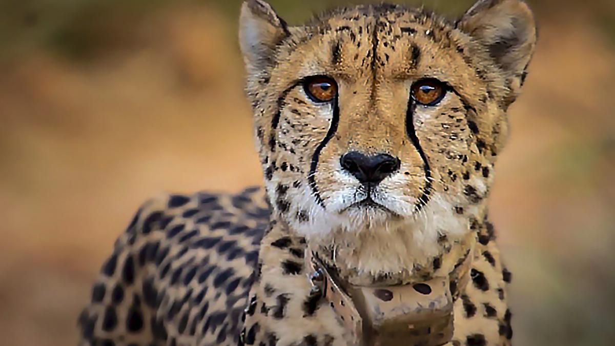 The problem of space for India’s translocated Cheetahs | In Focus podcast