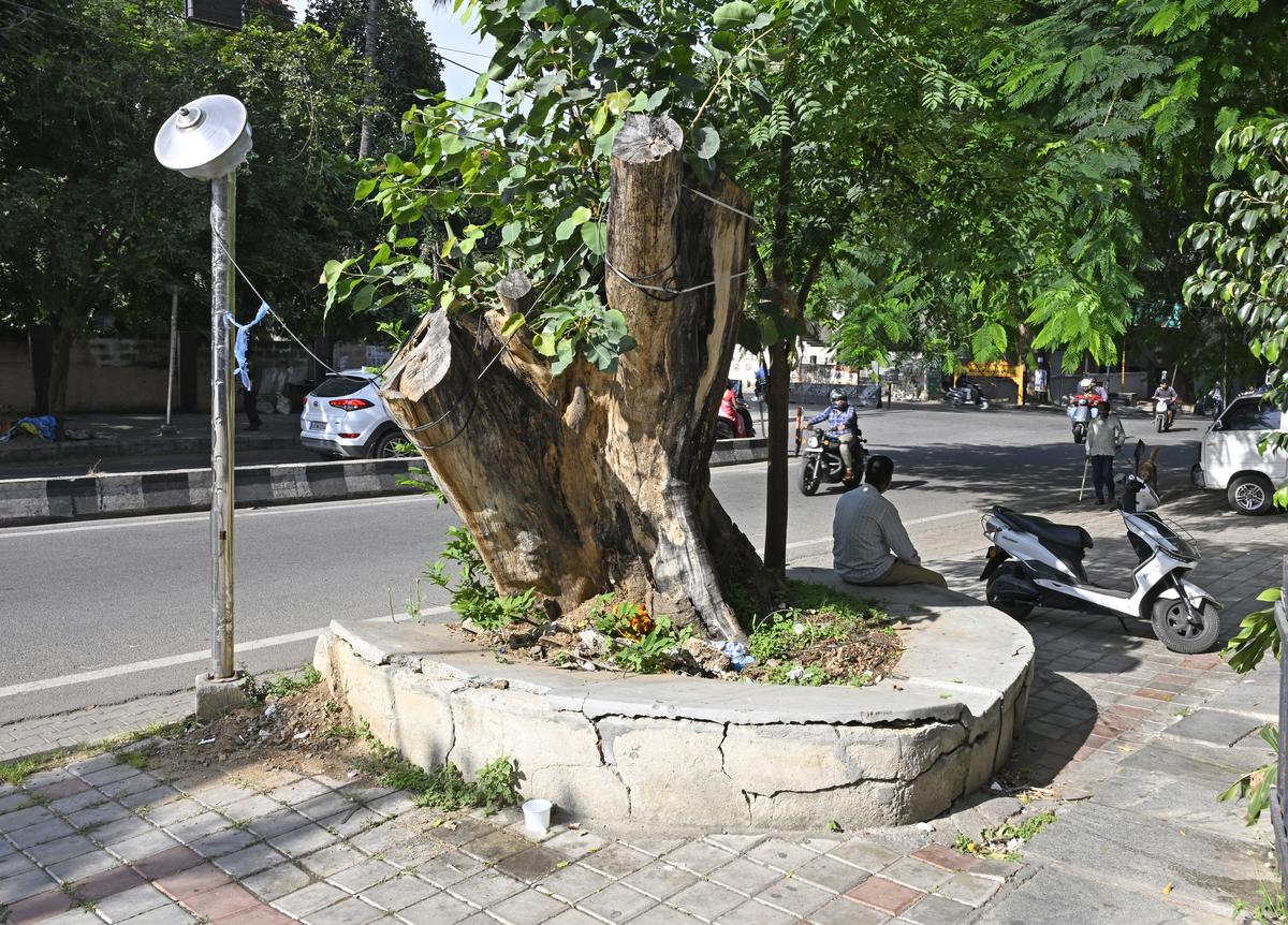 The unscientific beautification of pavements has severely affected the health of many trees in Bengaluru. The unscientific beautification of pavements has severely affected the health of many trees in Bengaluru.
