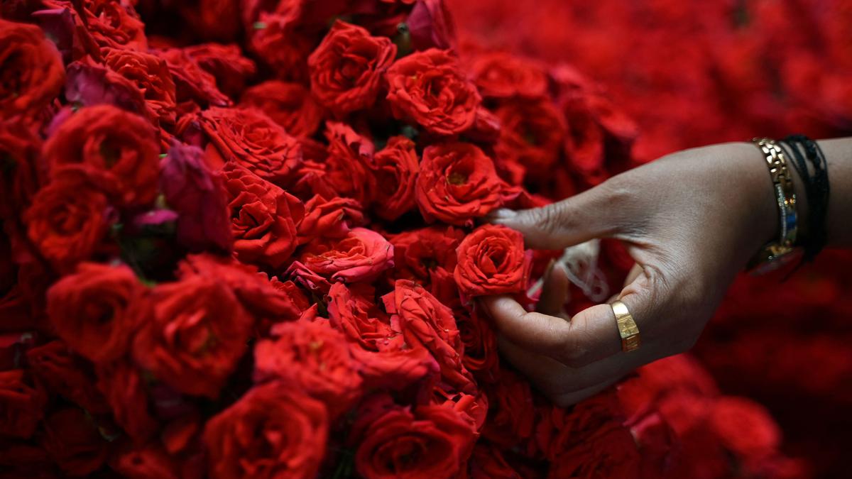 29 million rose stems transported through Bengaluru airport for Valentine’s Day