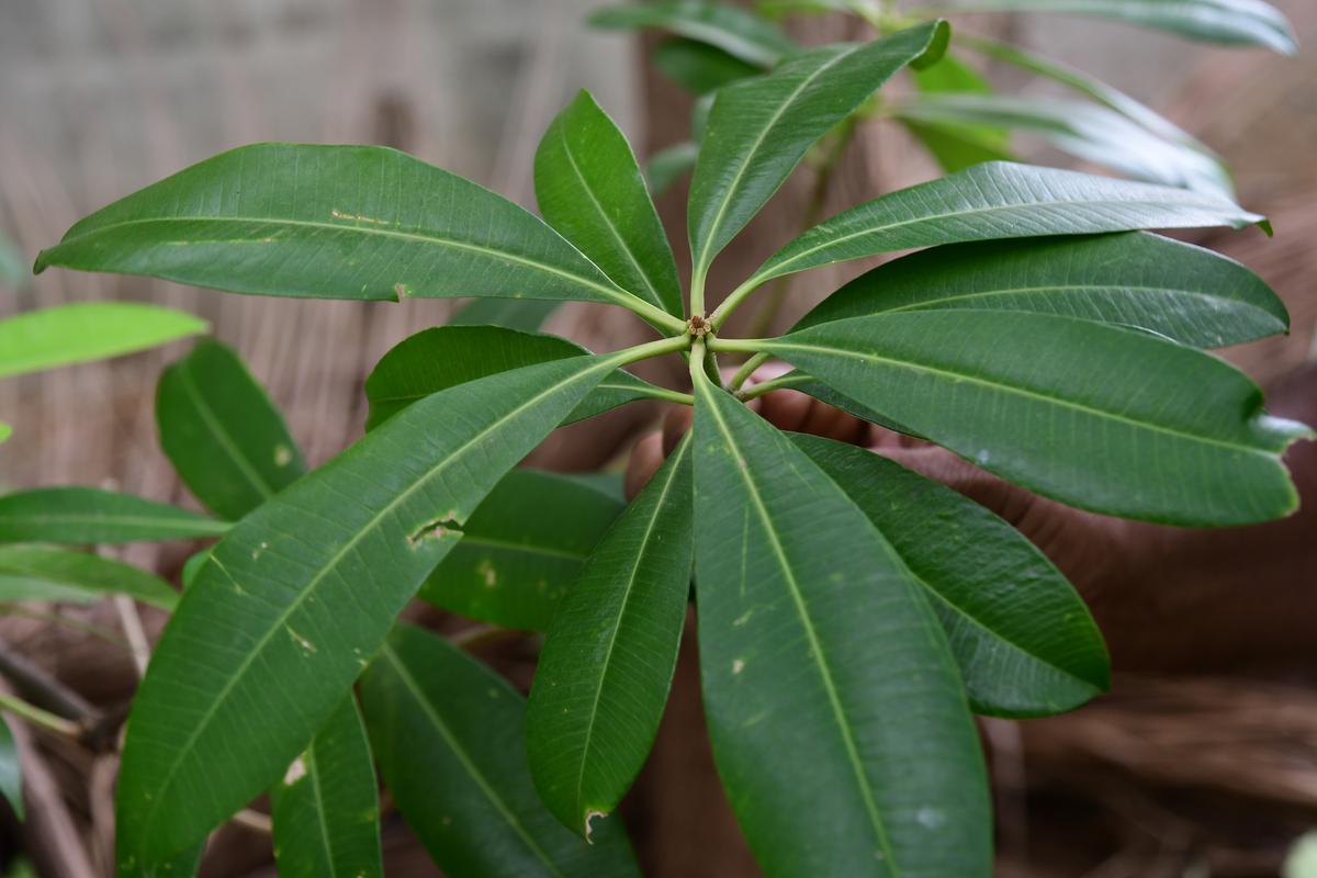 
A rare seven-leaf ‘kadamba’ tree being cultivated by P Thomas in Tiruchi. 