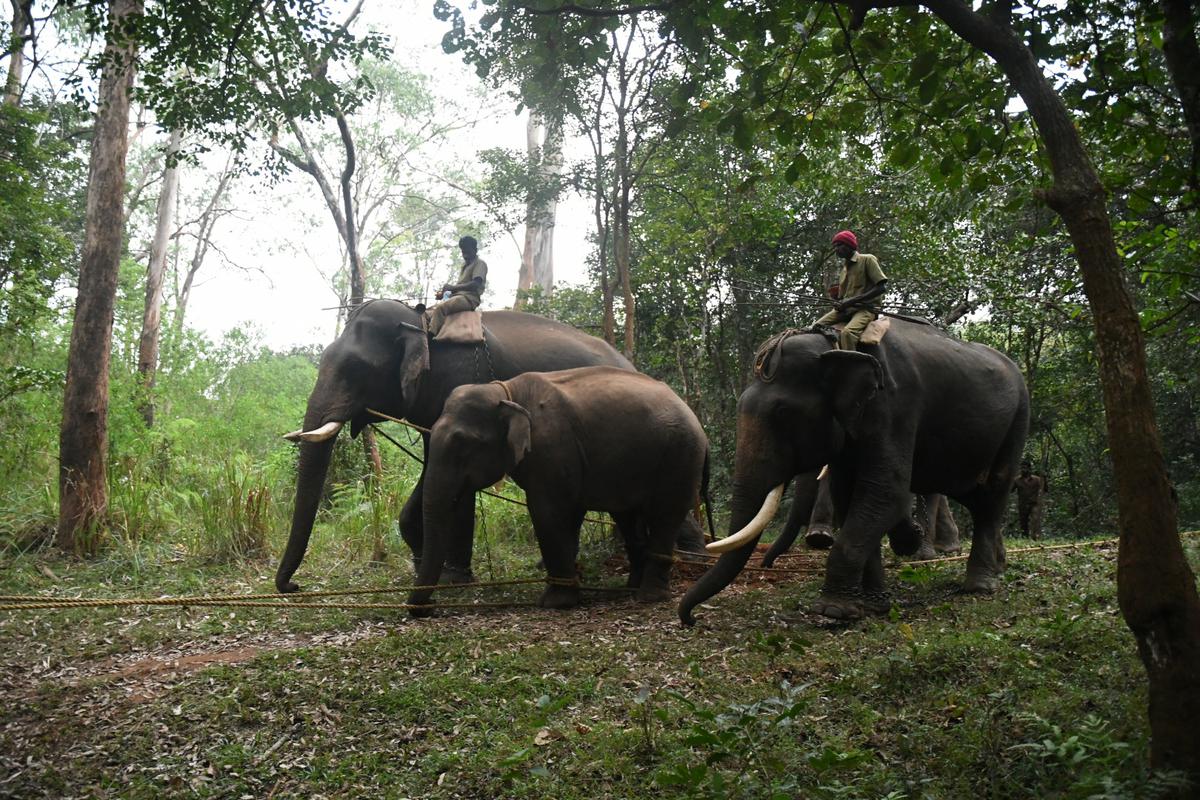 Three States should come together for elephant translocations in the Nilgiris  biosphere' - The Hindu